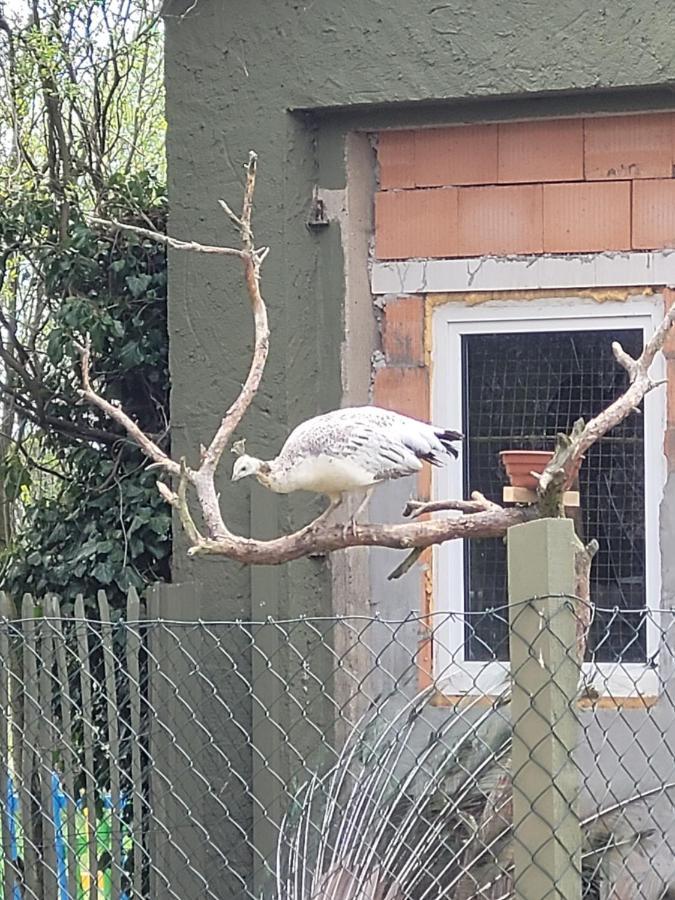 Maerchenhaft Urlauben Auf Dem Alpakahof Apartment Rambow Bagian luar foto