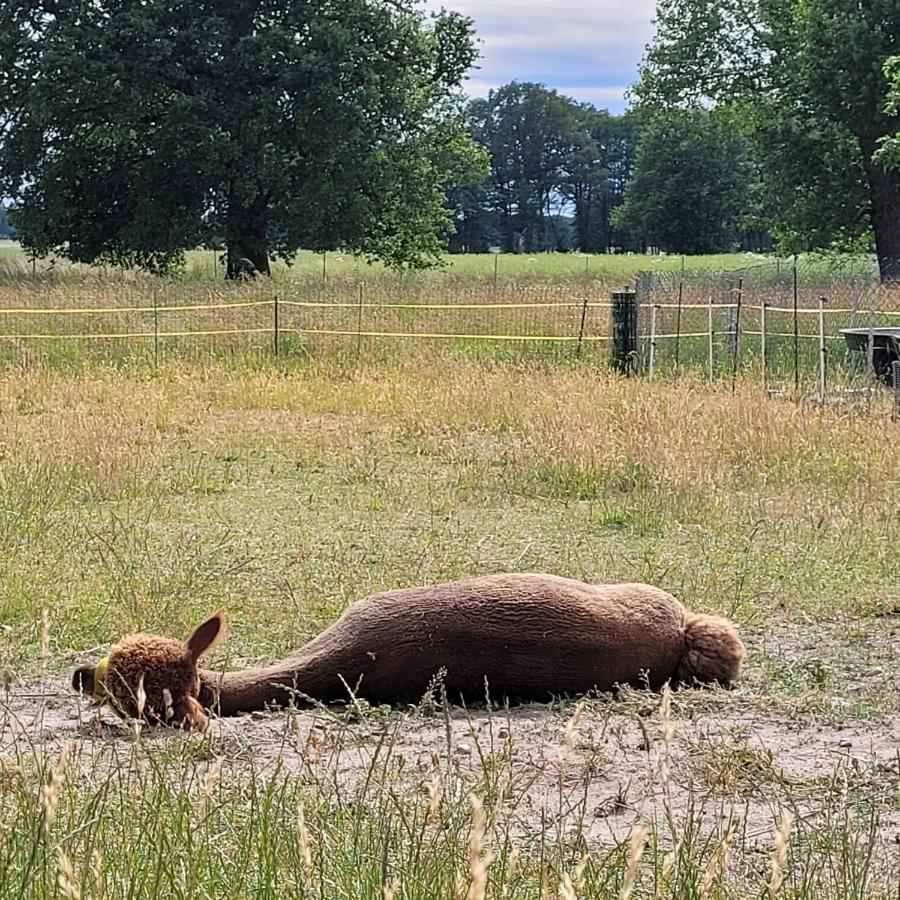 Maerchenhaft Urlauben Auf Dem Alpakahof Apartment Rambow Bagian luar foto